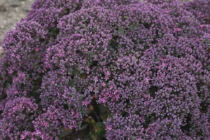 Sedum 'Rosy Cheeks' 
